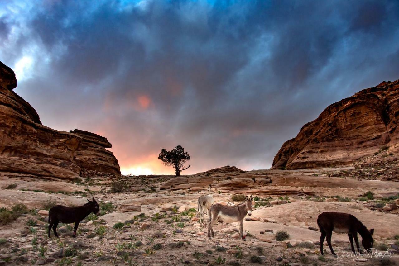 Bedouin Pink Ecohouse Wadi Musa Exterior photo